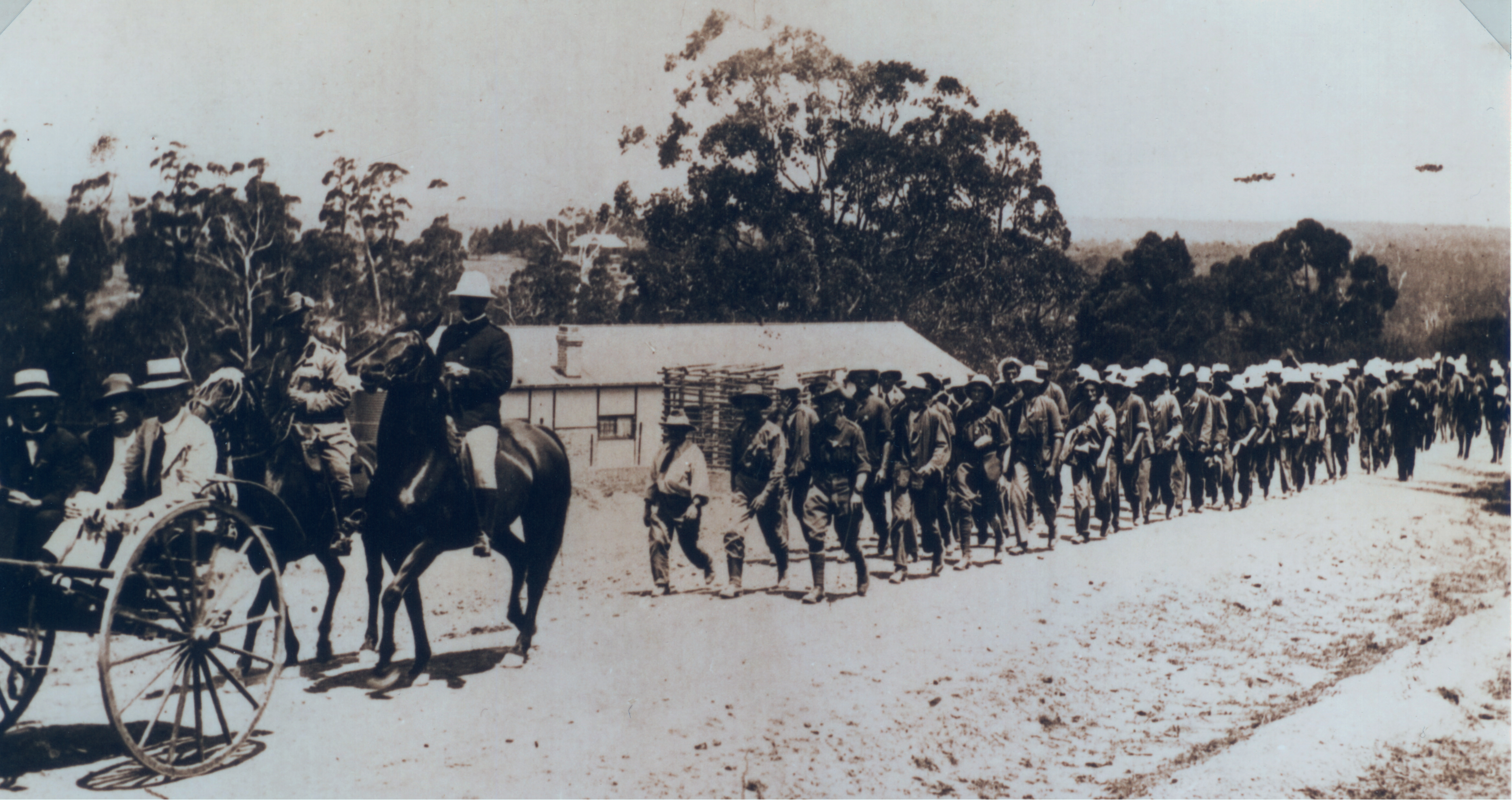 Kangaroos at Bundanoon
