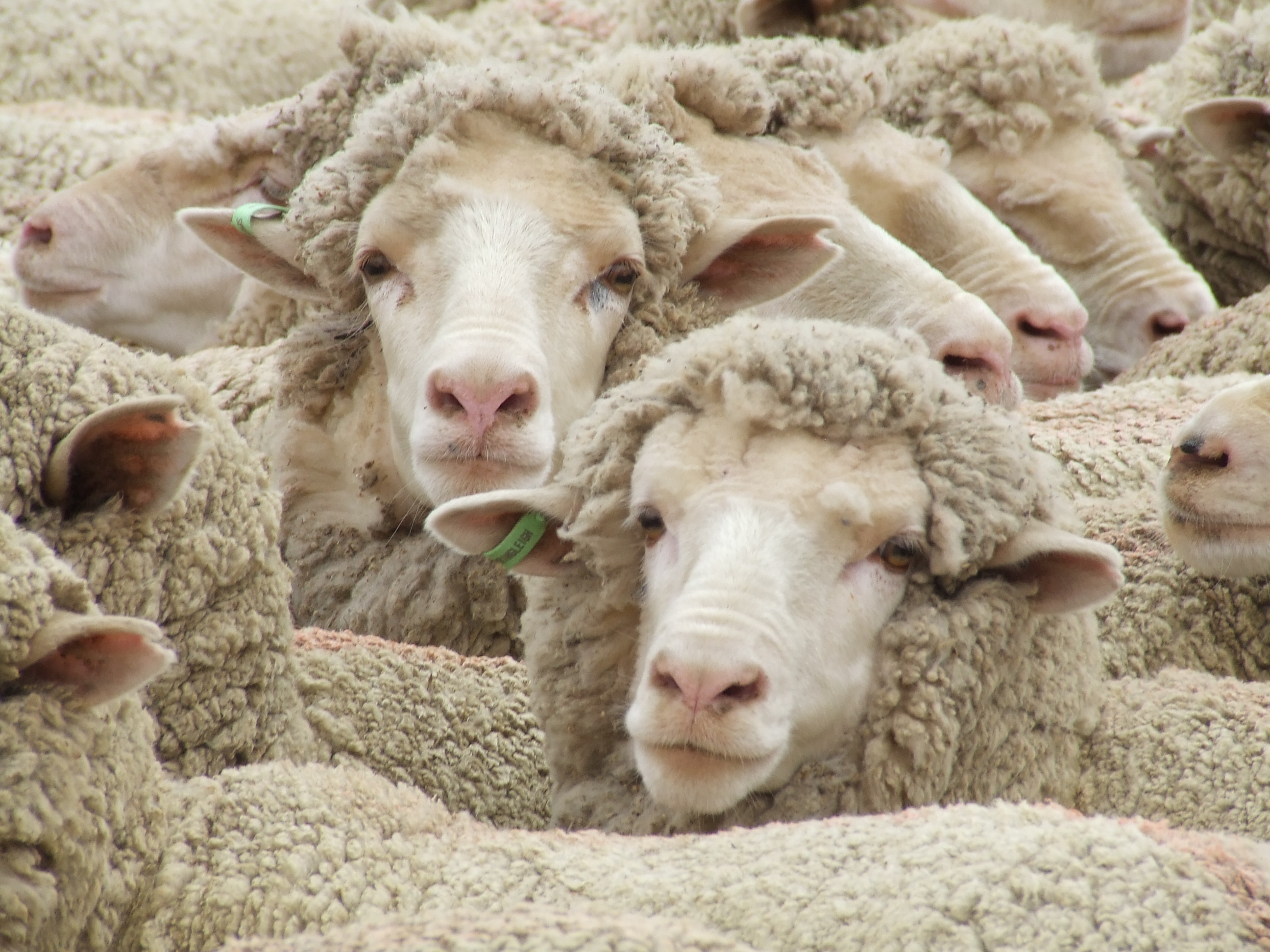 When the war started, wool was not just one of this region’s staples, but a key export industry for the entire country.